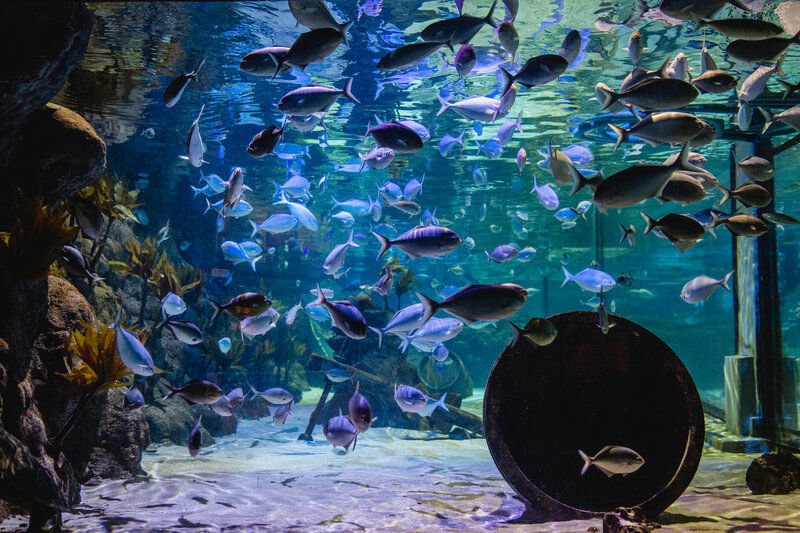 SEA LIFE Kelly Tarlton's Auckland SEA LIFE Kelly Tarlton's Auckland