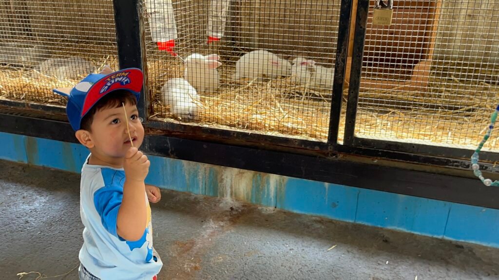 benji feeding the rabbits in the farmyard