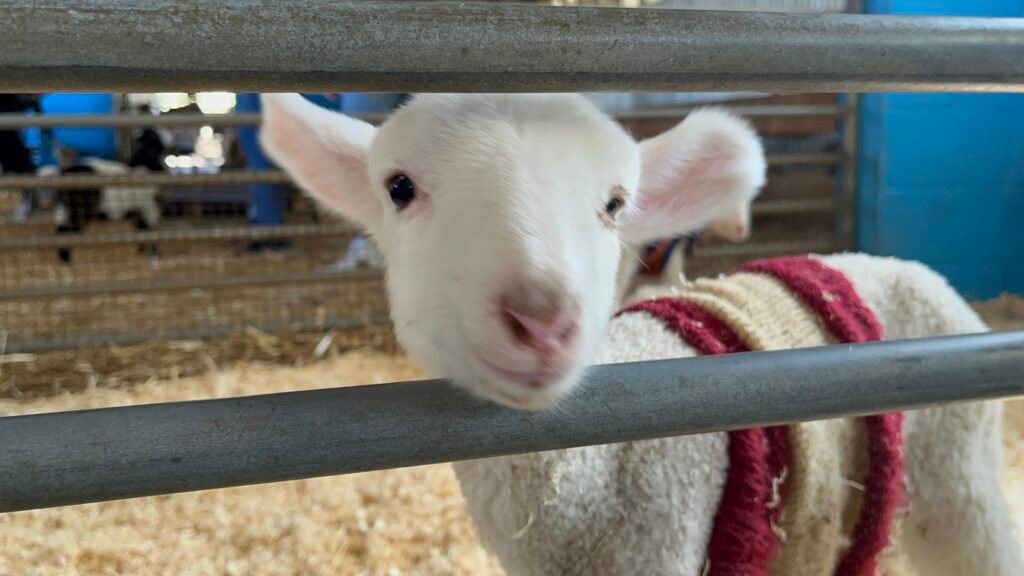 Baby Goat at Calmsley Hill City Farm Review