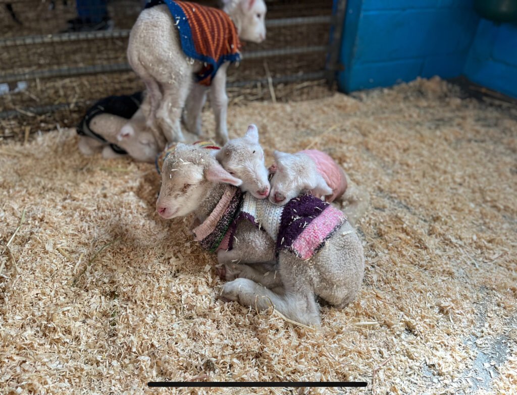 baby goats sleeping in the farmyard