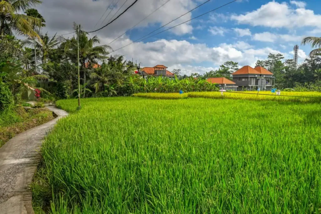 Penestanan Village Walks Penestanan Village Walks