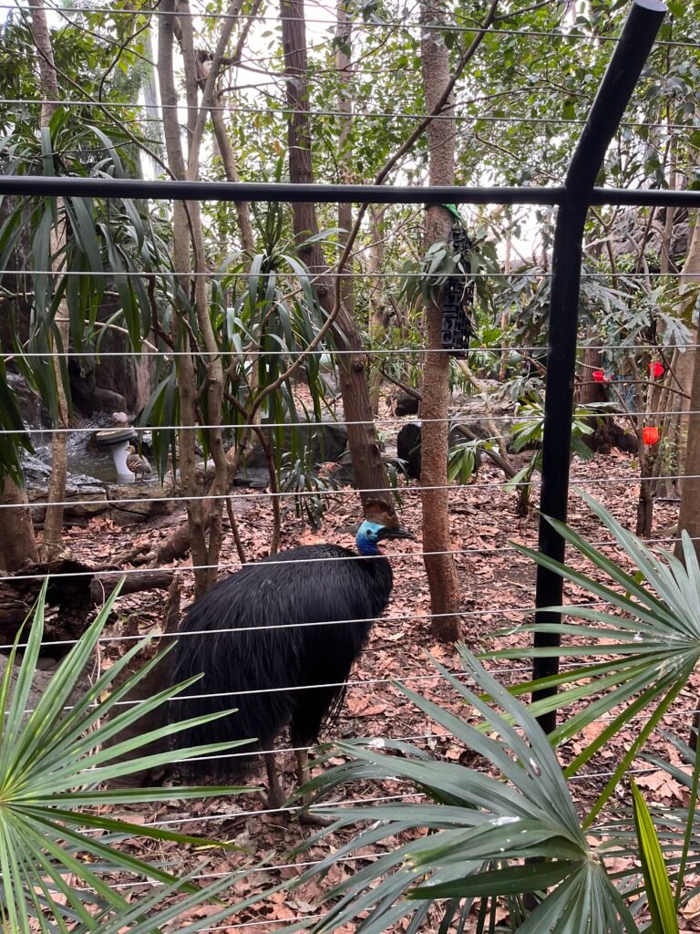 Wild Life Sydney Zoo - Cassowary