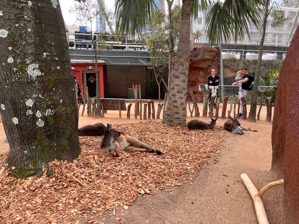 Wild Life Sydney Zoo Review - Kangaroos open area