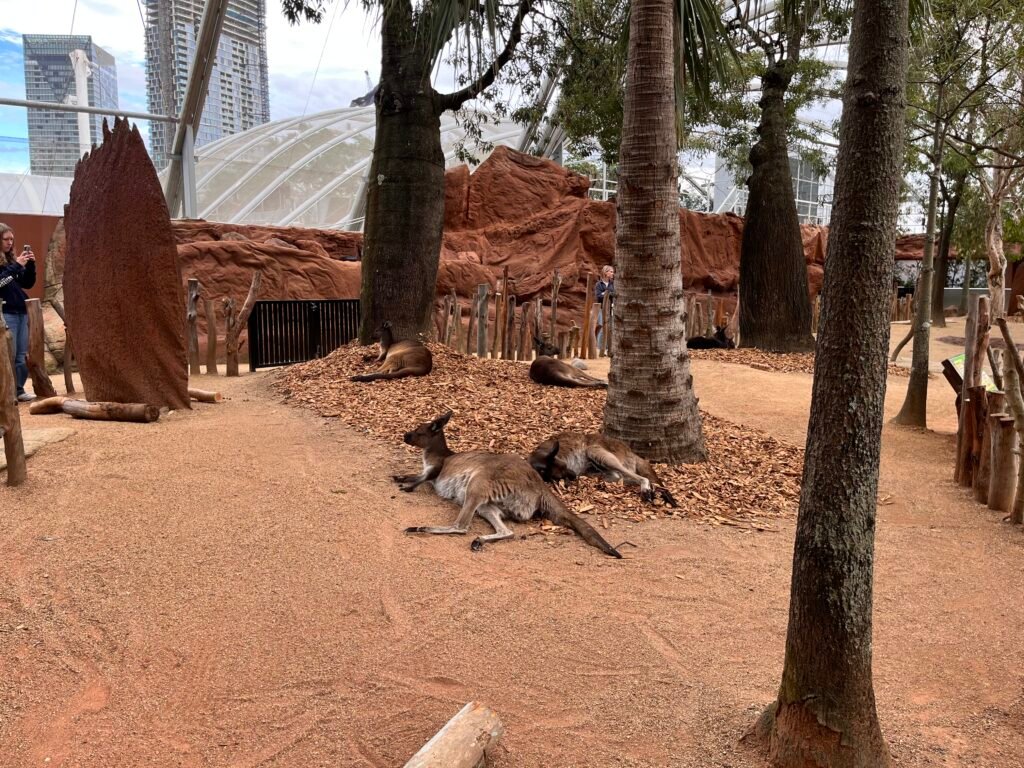 Wild Life Sydney Zoo Review - Kangaroo Walk Through Area