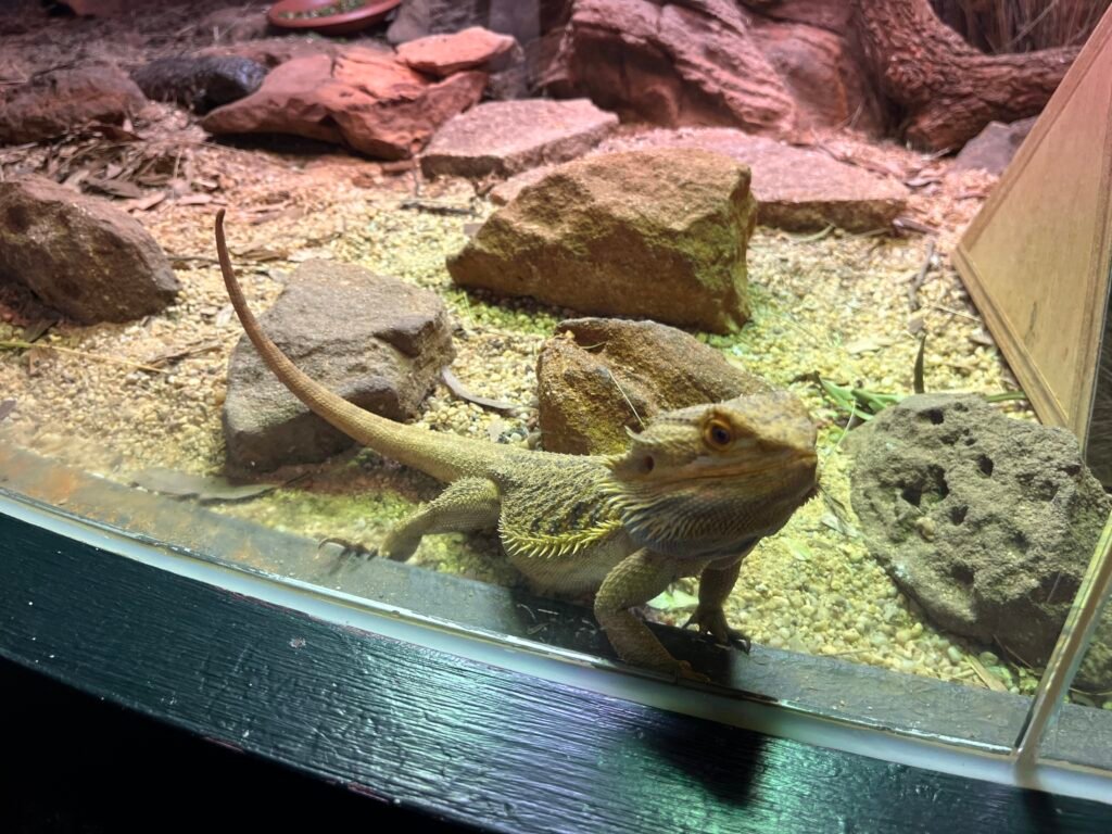 Wild Life Sydney Zoo Review - Inland Bearded Dragon