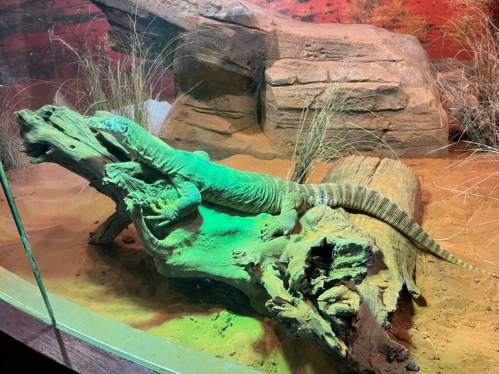 WILD LIFE Sydney Zoo Review (2026): Is It Worth Visiting With Kids? 1 Wild Life Sydney Zoo Review - Spencer's Monitor Lizard