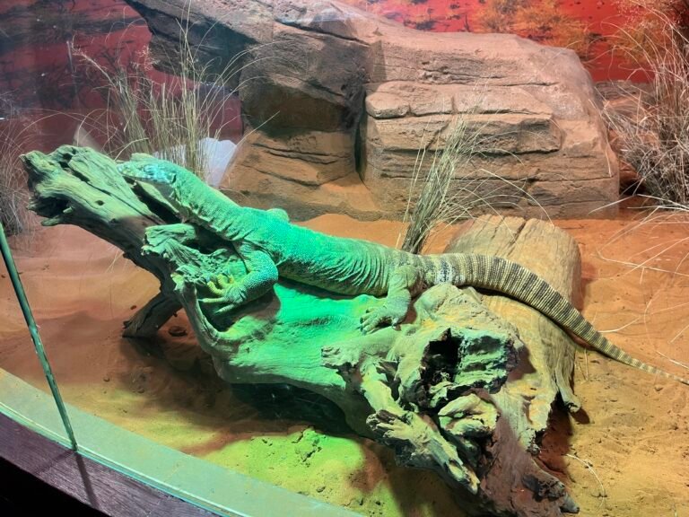 Wild Life Sydney Zoo Review - Spencer's Monitor Lizard