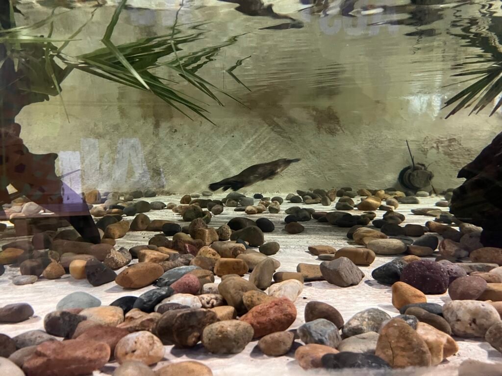 Wild Life Sydney Zoo Review - Platypus