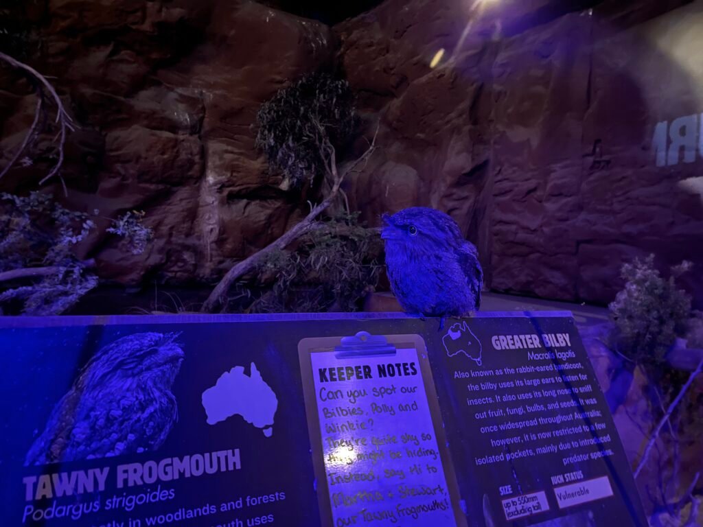 Wild Life Sydney Zoo Review - Tawny Frogmouth