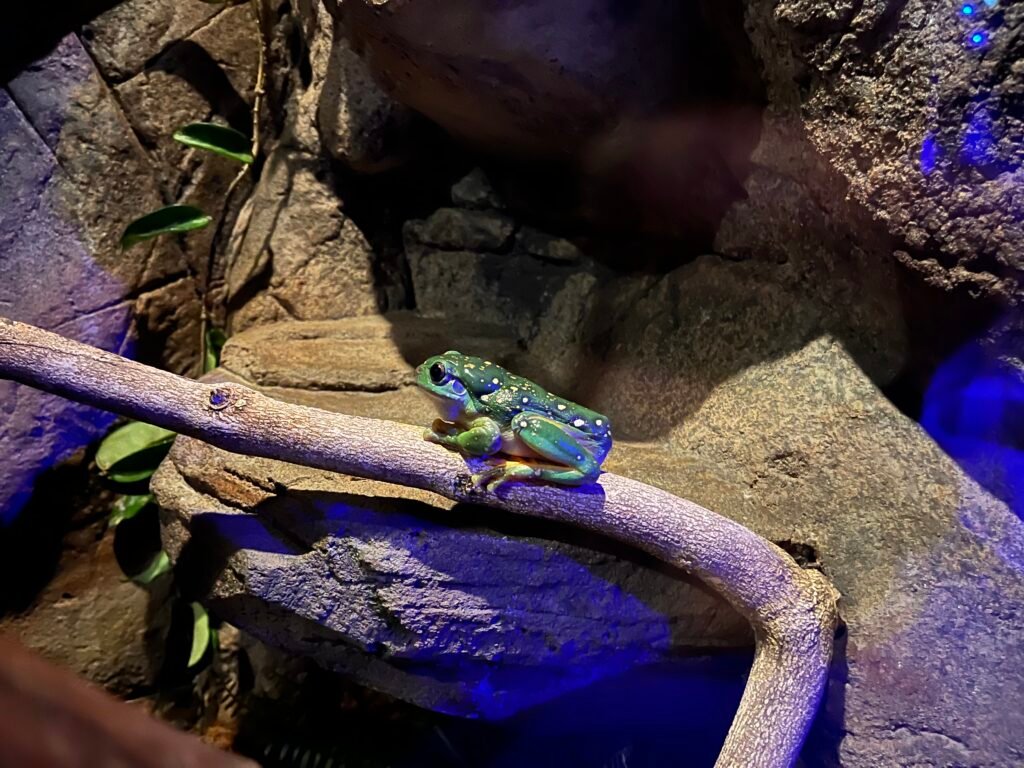 Wild Life Sydney Zoo Review - Magnificent Tree Frog