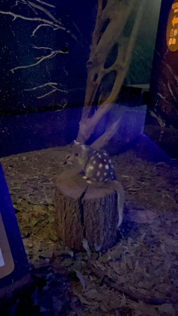 Wild Life Sydney Zoo Review - Eastern Quoll