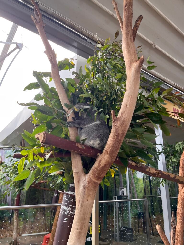 Wild Life Sydney Zoo - Koala next to Cafe