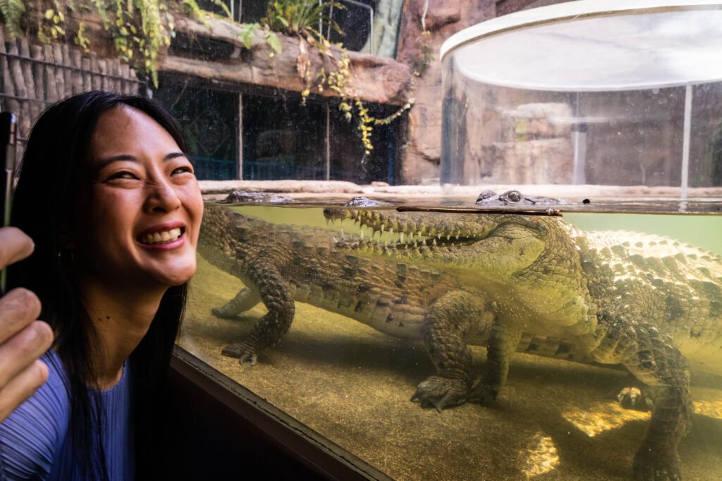 screativeref_1011l257584 Saltwater crocodile swimming underwater