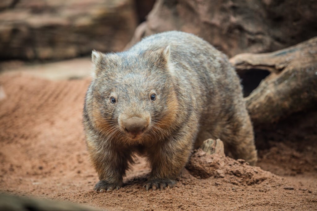 screativeref_1011l257585 Wombat resting in its enclosure