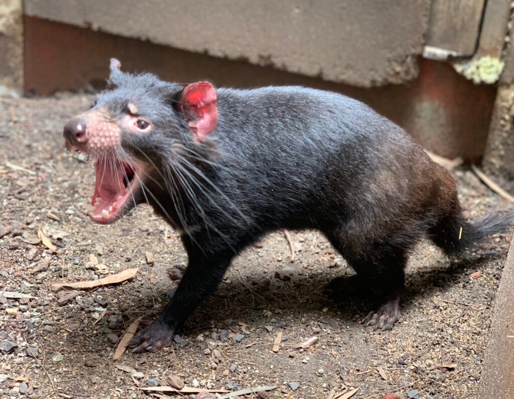 screativeref_1011l257586 Tasmanian Devil in WILD LIFE Sydney Zoo