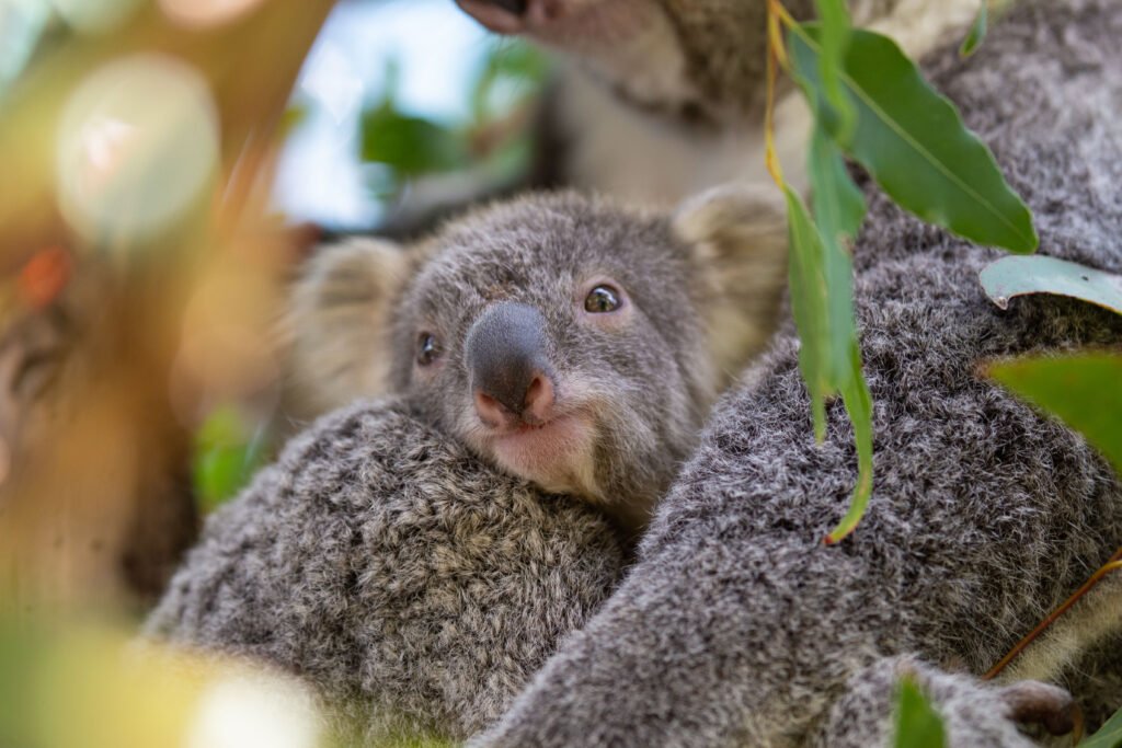 screativeref_1011l257588 Koala resting in a tree