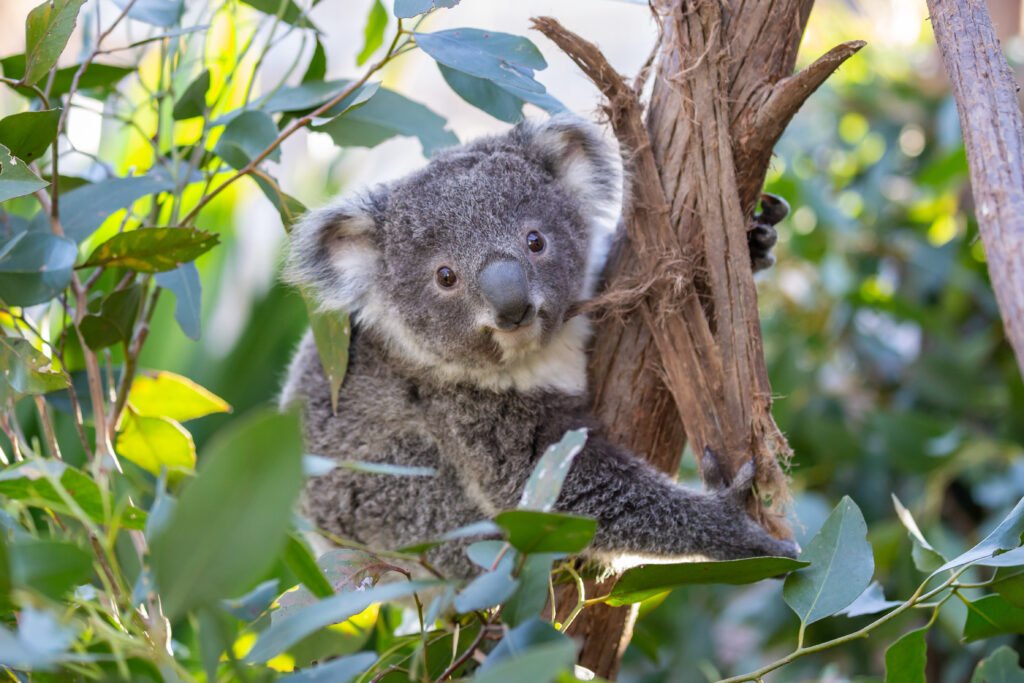 screativeref_1011l257589 Koala resting in a tree