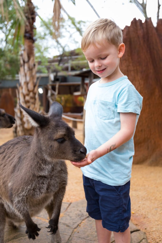screativeref_1011l257590 Kangaroo in the walk-through enclosure with child