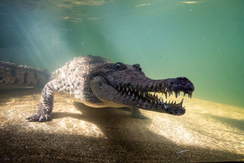 screativeref_1011l257592 Saltwater Crocodile Underwater