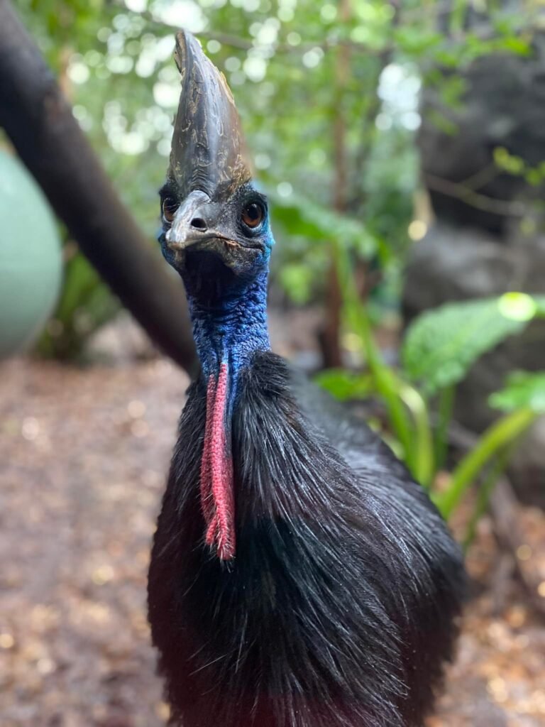screativeref_1011l257594 Cassowaries